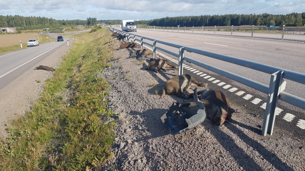 På fredagsförmiddagen låg 15 av de påkörda vildsvinen kvar i vägkanten vid trafikplats Skänninge södra.