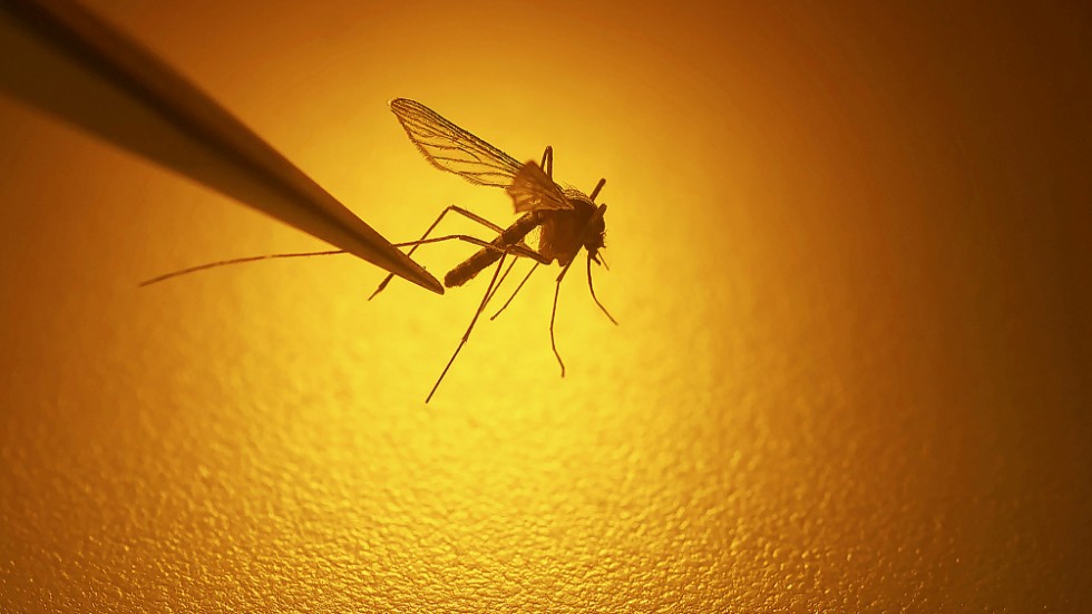 I sommar har myggen varit fruktansvärda, menar skribenten. 