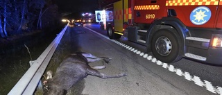 Nu är värsta tiden för viltolyckor – och Sörmland sticker ut med kraftig ökning