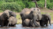 Troféjakt på elefant igång efter virusstopp