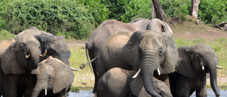 Troféjakt på elefant igång efter virusstopp