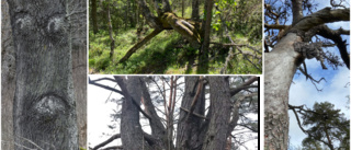 Vill ha hjälp att hitta knasiga träd i Norrbotten: "Kan kärleksfullt slingra sig runt varandra"
