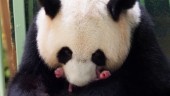 Babylycka på djurpark – panda fick tvillingar