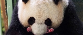 Babylycka på djurpark – panda fick tvillingar