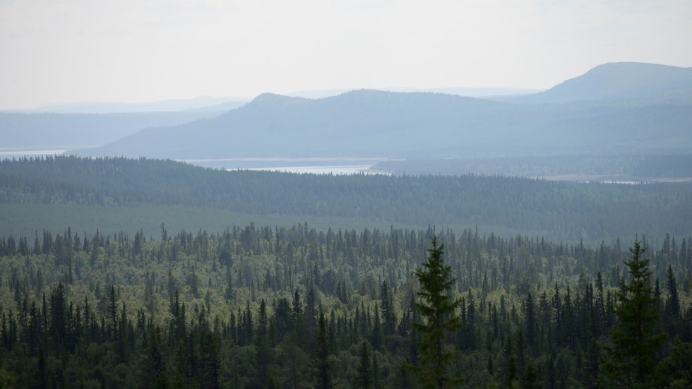 Skogsutredningen vill tvångsinlösa och undanta ett gigantiskt skogsbälte om 100 mil från brukande inom fjällkommunerna.