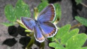 Inga fynd av sällsynt fjäril: "Pekar på att den är utdöd"