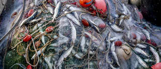 Svenskt system för spårbarhet av fisk brister