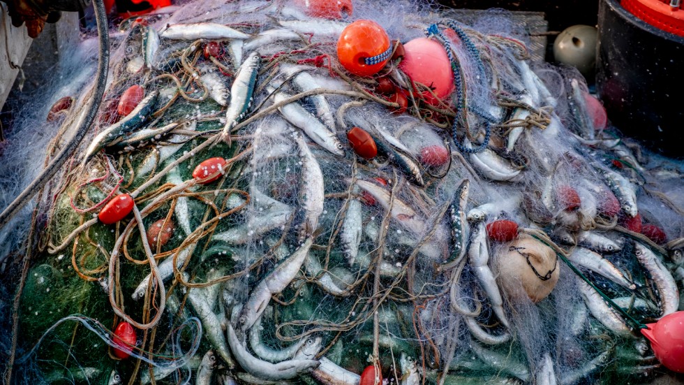 "Regeringen måste visa korten – är man beredd att driva på för ett totalstopp för industriell trålning i Östersjön? Att inte göra det vore ett hån mot de kustnära fiskarna", skriver MP-debattörerna.