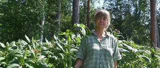 Naturvårdshandläggare varnar för ökad spridning av invasiva växter: "De är riktigt jävliga"