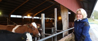 Fullt ös med 600 kor på gården • Karin snittar på 20 000 steg om dagen