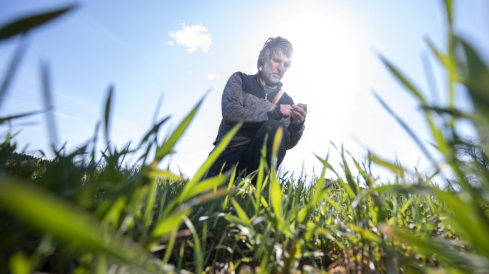 Magnus Nyman, ekobonde, på fältet med ekologisk råg på markerna som tillhör Källunda gård i Skåne.