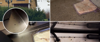 Miljökontoret stängde Herrfallets kök– mängder av musspillning och smuts i lokalerna