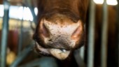 Har djurförbud – trots det är mannen inblandad i lantbruk i Skellefteå kommun • Upptäcktes i länsstyrelsens kontroll