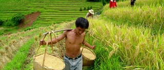 Bättre för klimatet om färre åt ris