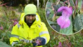Vacker – men förrädisk: De kämpar mot den invasiva växten som sprider sig över Skellefteå kommun