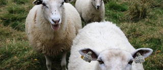 Fortfarande barn som jagar fåren