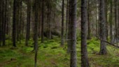 Skogens röster behöver höras i EU