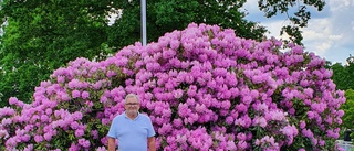 Kent Trojmar utmanar i rhododendronkampen: "Inte sett något liknande"