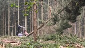 Tjädern stoppar skogsavverkning – nu avgörs frågan i HD