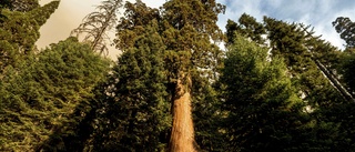 Kaliforniska jätteträd sveps in i foliefiltar