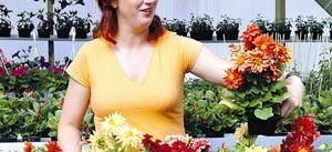 Dahlia fyller sina växthus i Sonstorp med blommor