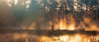Miljoner till skogsforskning