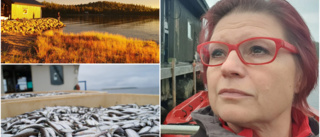 Marinbiologen Teija blev fiskare i Kalix: "Det har länge varit min dröm"  Ligger bakom den dubblade kvoten för siklöjefisket