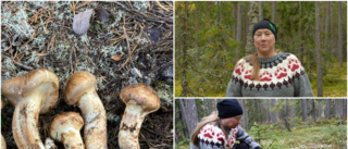Goliatmusseron trivs i gles och gammal skog · Här kan du ha turen att hitta den 