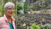 Vilsna vildsvin vandaliserar villakvarter – Gunnels gräsmatta förstörd: "Fruktansvärt trist"  