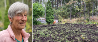 Vilsna vildsvin vandaliserar villakvarter – Gunnels gräsmatta förstörd: "Fruktansvärt trist"  