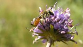 Bättre livsmiljöer för vilda pollinatörer efter projekt