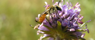 Bättre livsmiljöer för vilda pollinatörer efter projekt