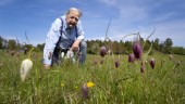 Håkans frökupp – 50 år senare blommar Labro ängar: "De flög iväg"