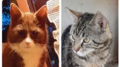 EFTERLYSNING: Är det någon som saknar de här katterna?