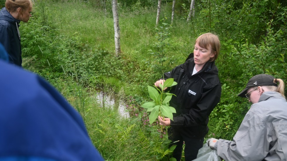 The Himalayan balsam is a great threat to biodiversity. 