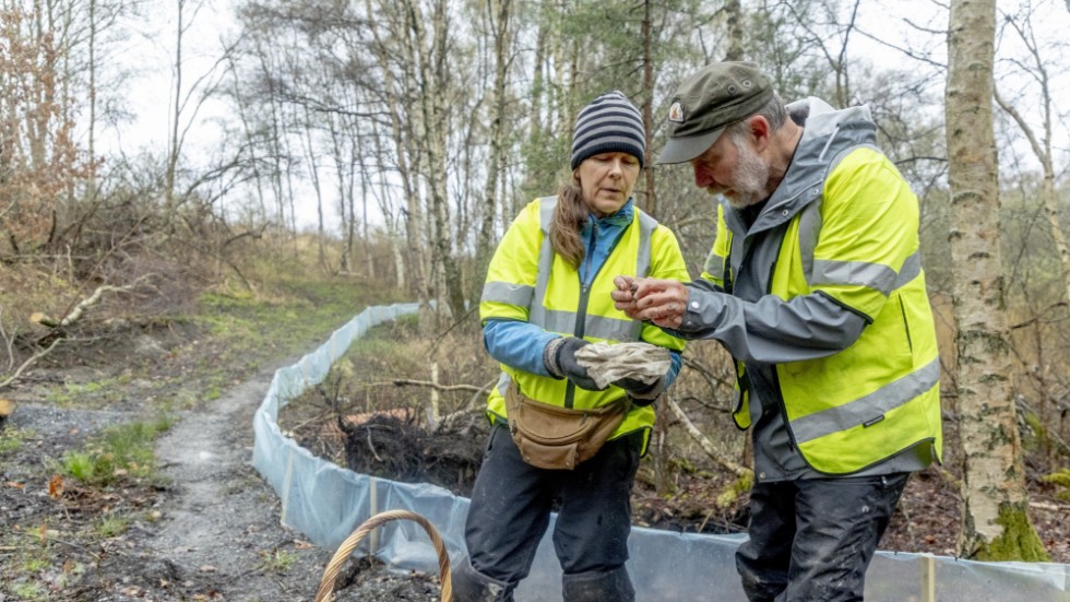 Biologerna Therese Johannesson och Claes Andrén tittar på groddjur som fångats in i skogen på Volvo Cars industriområde i Torslanda. Djuren försöker ta sig till en damm för parning, men stoppas av plaststaketet och hamnar i en plasthink, som biologerna inrett mysigt med våta löv.