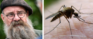 Osäkert läge för myggorna i Östergötland – vädret spelar roll