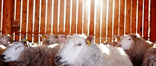Påsken är helt fel säsong för svenskt lammkött