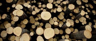Snabbväxande skog ska rädda skogsindustrin