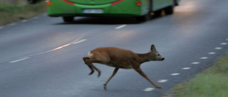 14 viltolyckor på 7 timmar