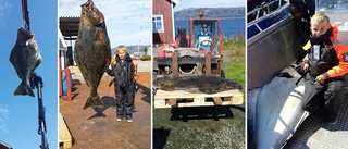 Hugo, 9 år, drog upp jätteflundra på första fisketuren