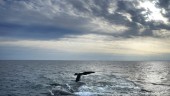 Globalt havsavtal tar steg mot förverkligande