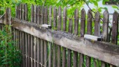 Gränsöbo tvingas sätta upp staket – mot ägarens vilja