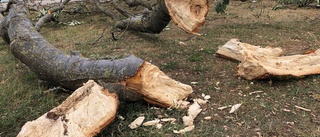 Efter vandaliseringen på midsommar – trädet har dött