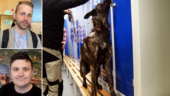 Luleås skolor kan få oväntat besök – av narkotikahundar