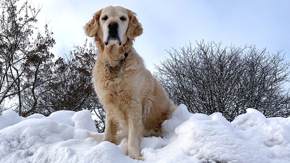 Den här hunden ser ut att trivas i snön. Men insändarskribenten gillar inte tanken på hundar som får stå i hundgård när det är kallt, och påminner också om att släppa in katten i värmen.
