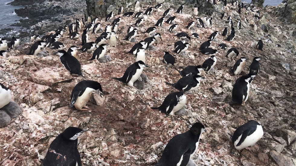 Hakremspingviner på King George Island i Antarktis där den nya studien genomfördes. Arkivbild.