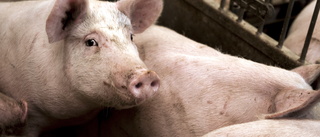 1 500 grisar dog i Norge – man åtalad