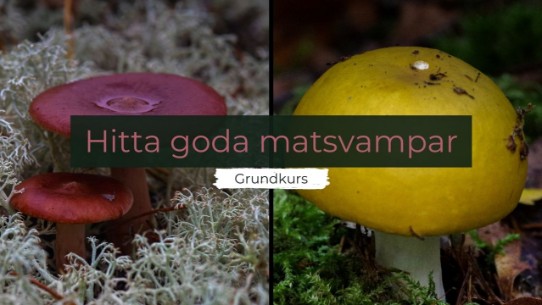 Onlinekurs - Hitta goda matsvampar