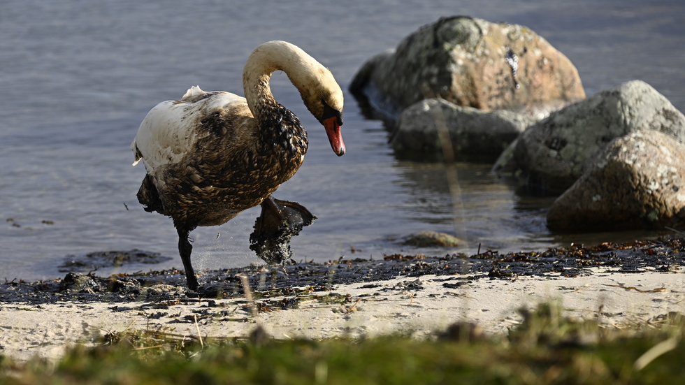 En svan som fått tjockolja på sig vid strandkanten utanför Hörvik på måndagseftermiddagen.